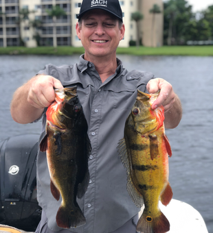 Nice pair of peacock bass on light tackle today!
