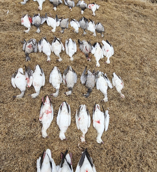 Book Your Arkansas Duck Hunting Trip Now!
