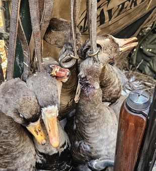 Top Duck Hunting In Arkansas