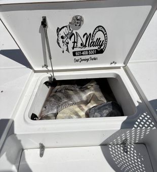 Fresh Bay St. Louis sheepshead in the cooler!