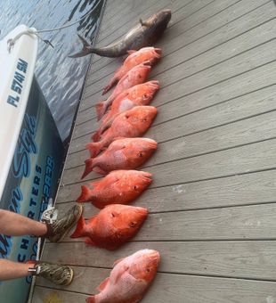 Looking for an epic Fernandina Beach red snapper trip? Head offshore with a knowledgeable captain and target hard-fighting snapper on productive reefs and wrecks.