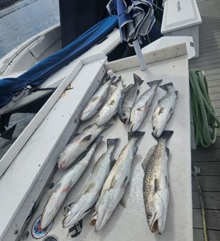 Fernandina Beach speckled trout making for great dinner!