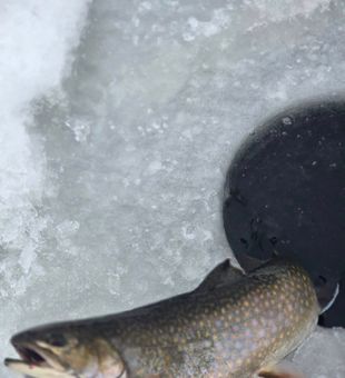 Vibrant brook trout near icy fishing hole!
