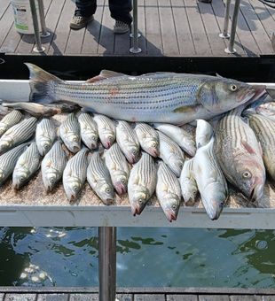 Outstanding striped bass haul from Kingston OK waters!