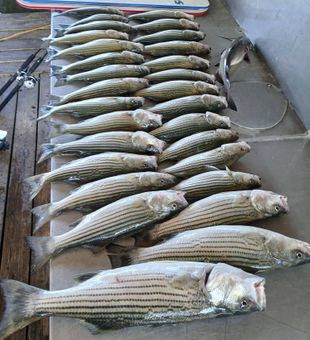 Incredible striped bass haul from Kingston OK waters!