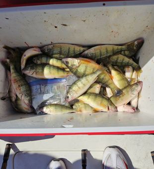 Full Cooler of Lake Erie Yellow Perch on H2oboss Charters