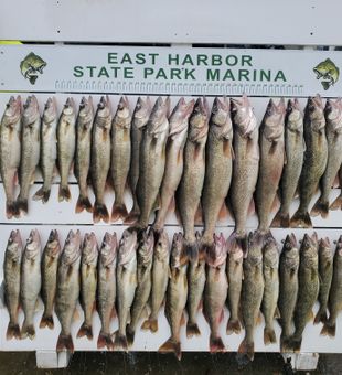 An awesome day of Walleye fishing on Lake Erie! 