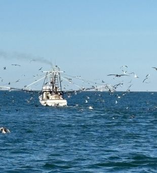 NC Shrimp trawler can = Sharks n Albies