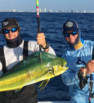 Vibrant Mahi mahi captured in Florida