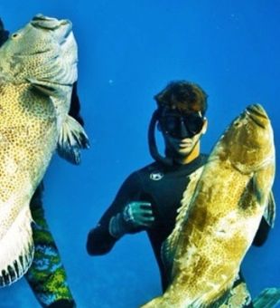 Spearfishing Florida's majestic Groupers