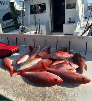 Snapper of the day!