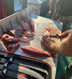 Catch, cleaning and filleting