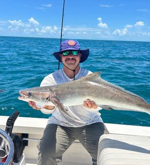 Solid Miami Cobia catch!