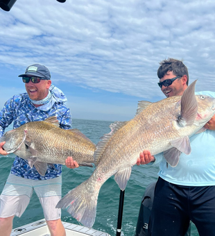 Massive Black Drum Duo!