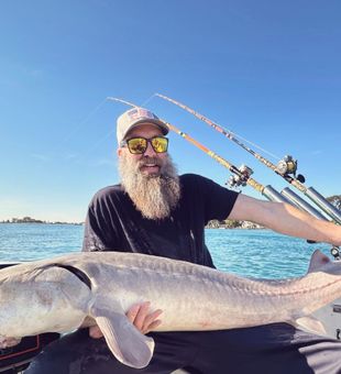 White Sturgeon Reeled In - Algonac, MI.