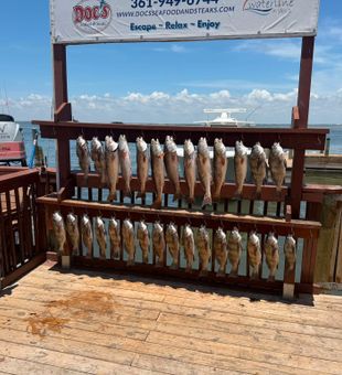 Outstanding redfish and black drum haul in Rockport!