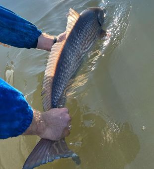Charleston's catch of the day.