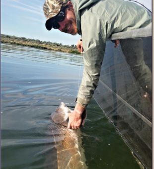Catch and Release Oregon walleye