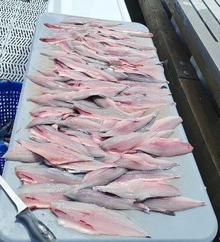 Catch of the day in North Carolina!