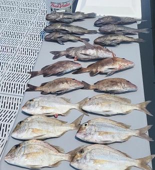 Coastal Carolina bite is hot