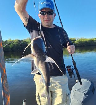 Nice catfish catch in Vero Beach waters!
