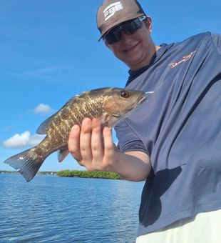 Snapper