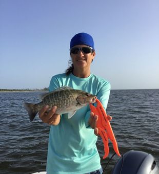 Mangrove snapper—feisty.