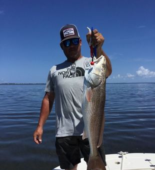 Redfish—solid.