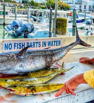 Bluefin tuna and mahi mahi from Montauk waters.
