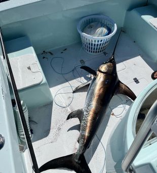 Fishing Swordfish 2023: Chase the Unknown