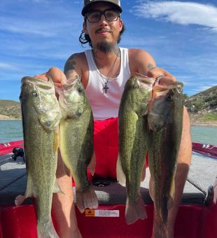 Big bass bite near the Capitol