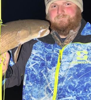 Carp Fish from Michigan
