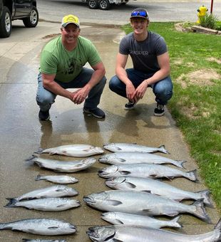 King Salmon Bites in Michigan