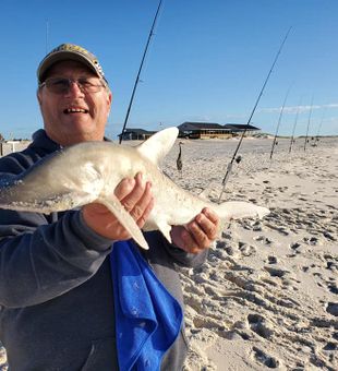 Proud moment with a feisty baby shark.