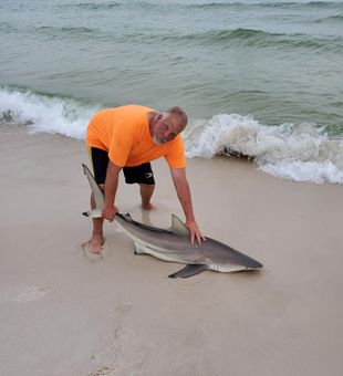 Bold catch—sleek blacktip shark.