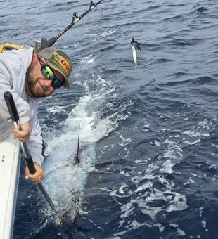 Epic marlin action in Hampton VA waters!