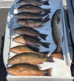 More redfish