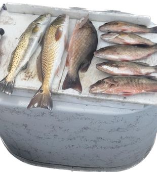 Hudson FL Hooked This Morning!