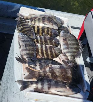 Sheepshead fishing