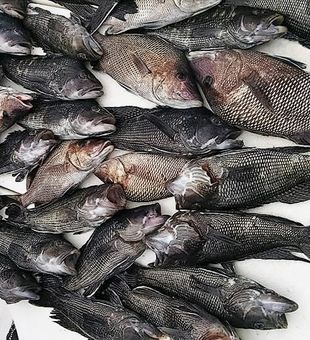 Black Sea Bass in Crystal River, FL