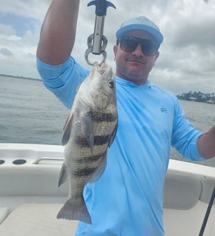 Nice Black Drum from Orange Beach Alabama waters!
