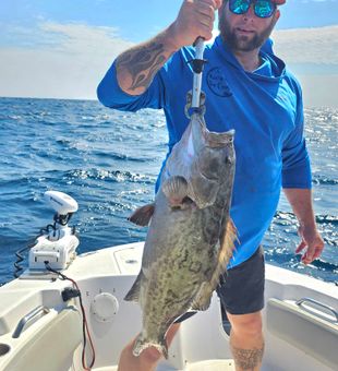 Nice gag grouper from Orange Beach waters!