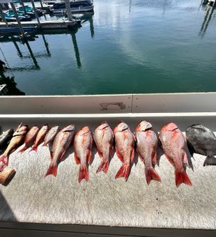 Red snapper and spadefish success at Orange Beach!
