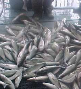 Look At All Those Catfish! 