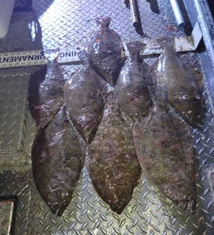 Matagorda: Where Flounder fishing dreams come true