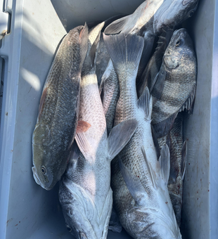 Great day on the water with these black drum! Multiple techniques paid off in Matagorda.