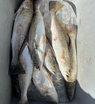 Fresh Matagorda speckled trout ready for the cooler!