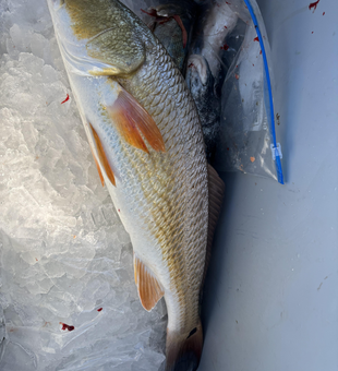 Nice redfish on ice! Clear conditions made for an exciting day on the water.