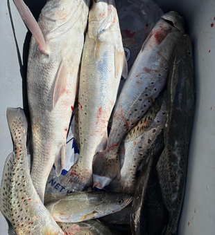 Blasted today with speckled trout and black drum using multiple techniques in clear conditions!