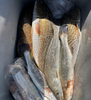 Nice speckled trout using light tackle on a clear day!